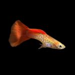 Guppy assorted male