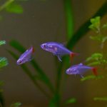 Glass Bloodfin Tetra