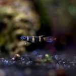 Clown (Rocket) Killifish (Banded panchax)