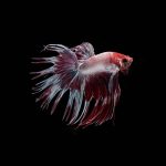 Crown Tail Betta (Assorted)