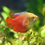 Dwarf Sunset Gourami