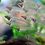 Glass Catfish (Kryptopterus vitreolus)