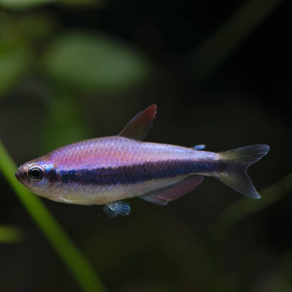 Kerri Tetra Inpaichthys kerri 1