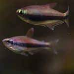 Kerri Tetra (Inpaichthys kerri) - Image 2