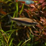 Kerri Tetra (Inpaichthys kerri) - Image 3