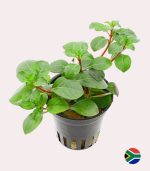 Kaiser Aquatics Ludwigia Repens - Image 3