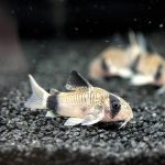 Panda Corydoras