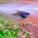 Pearl Gourami