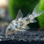 Pepper Corydoras