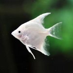 Platinum Angelfish
