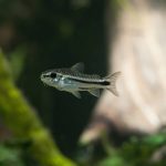 Pygmy Corydoras  (Corydoras pygmaeus) - Image 4
