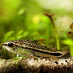 Pygmy Corydoras  (Corydoras pygmaeus) - Image 2