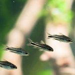 Pygmy Corydoras  (Corydoras pygmaeus) - Image 3
