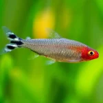 Rummy Nose Tetra