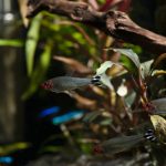 Rummynose Tetra (Petitella rhodostoma) - Image 4