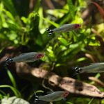 Rummynose Tetra (Petitella rhodostoma) - Image 3