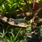 Rummynose Tetra (Petitella rhodostoma) - Image 2