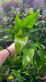 Stoffels Anubias hastifolia MP XL - Image 2