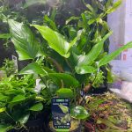 Stoffels Anubias hastifolia MP XL