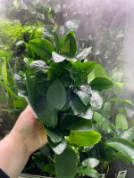 Stoffels Anubias barteri var. nana MP XL - Image 2