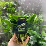 Stoffels Anubias barteri var. nana MP XL