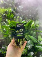 Stoffels Anubias barteri var. nana MP XL