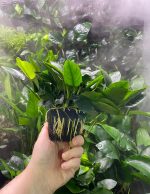 Stoffels Anubias barteri var. nana MP XL - Image 3