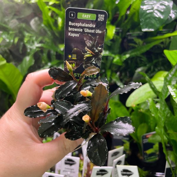 Stoffels Bucephalandra brownie 'Ghost Ulu Kapus'