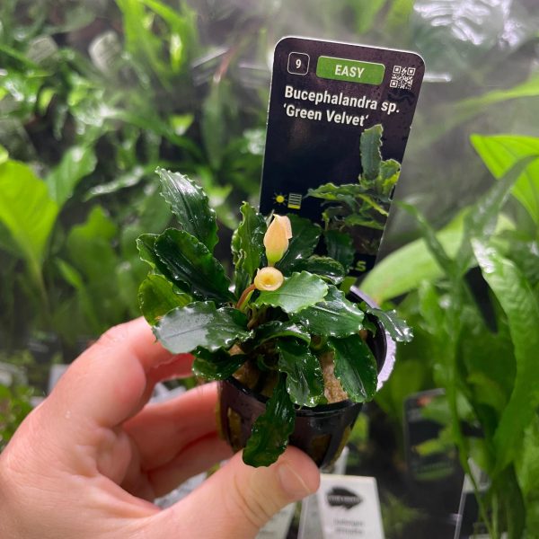 Stoffels Bucephalandra sp. 'Green Velvet'