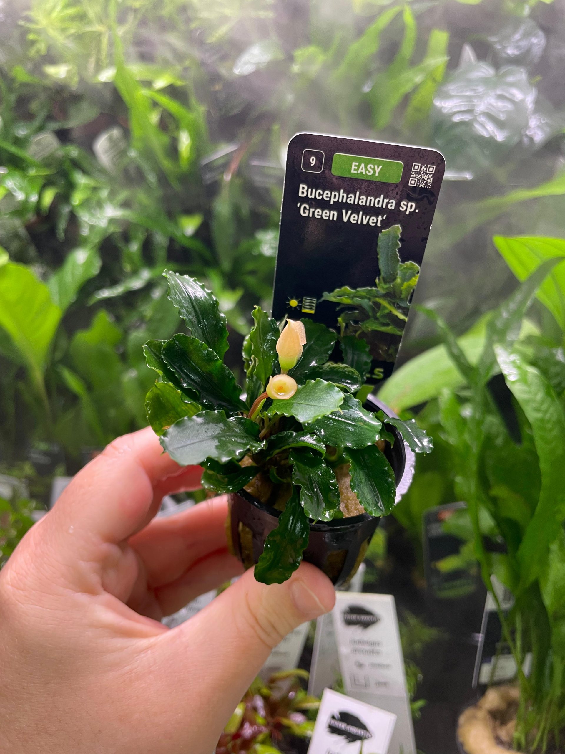 WhatsApp Image 2025-07-31 at 18.52.10