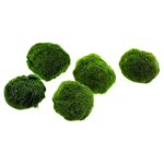 Stoffels Aegagrophila linnaei moss ball, large