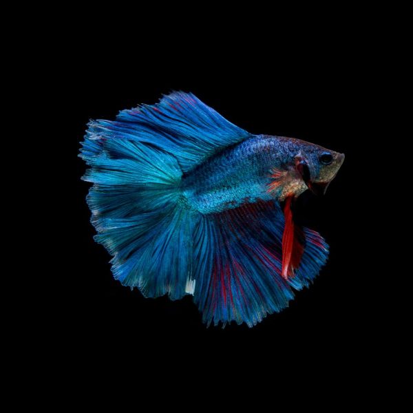 beautiful colorful of siamese betta fish 2025 01 16 13 55 42 utc