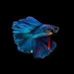 Double Long Tail Betta (Assorted)