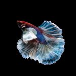 Double Long Tail Betta (Assorted) - Image 2