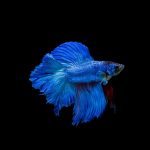 Double Long Tail Betta (Assorted) - Image 4