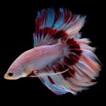 Double Long Tail Betta (Assorted) - Image 5