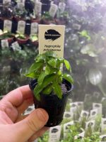 Kaiser Aquatics Hygrophila Polysperma