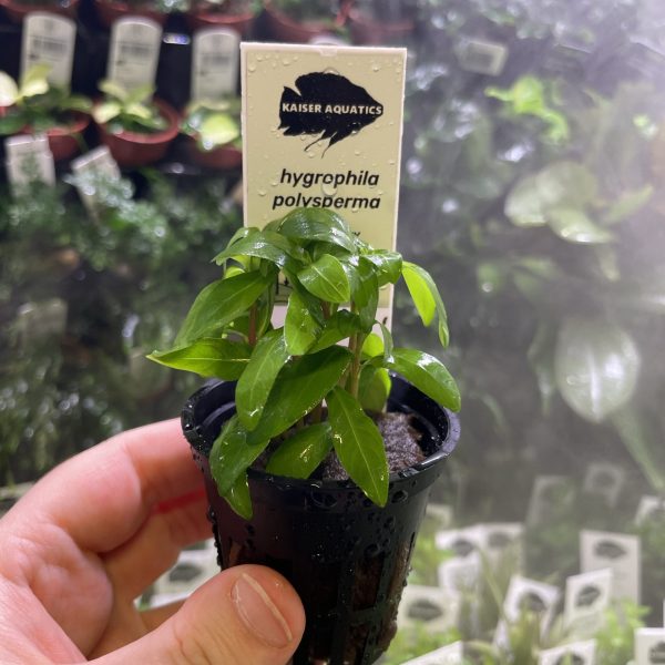 Kaiser Aquatics Hygrophila Polysperma