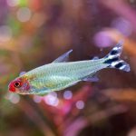 Rummy Nose Tetra (Petitella rhodostoma)