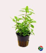 Kaiser Aquatics Hygrophila Polysperma - Image 2