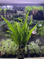 Stoffels Microsorum pteropus MP