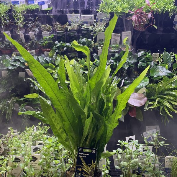 Stoffels Microsorum pteropus MP