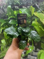 Stoffels Anubias barteri var. coffeifolia