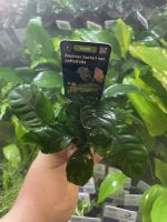 Stoffels Anubias barteri var. coffeifolia - Image 2