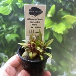 Kaiser Aquatics Alternanthera reineckii 'Mini'