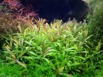 Kaiser Aquatics Hygrophila Polysperma - Image 2