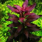 Kaiser Aquatics Ludwigia Glandulosa - Image 4