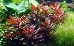 Kaiser Aquatics Ludwigia Glandulosa - Image 3