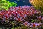 Kaiser Aquatics Ludwigia Glandulosa - Image 2