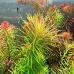 Kaiser Aquatics Pogostemon Stellatus 'Octopus' - Image 2